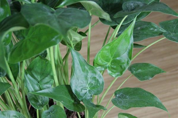 千手观音能不能养在客厅中,在客厅中养殖能起到净化空气等作用