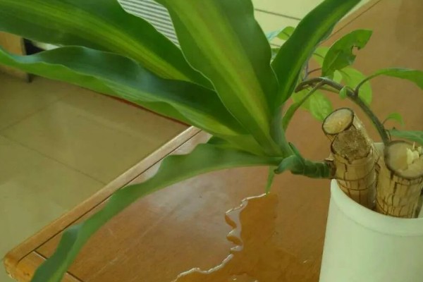 巴西铁为何叶片黄尖，主要是浇水过多、缺少肥料所致