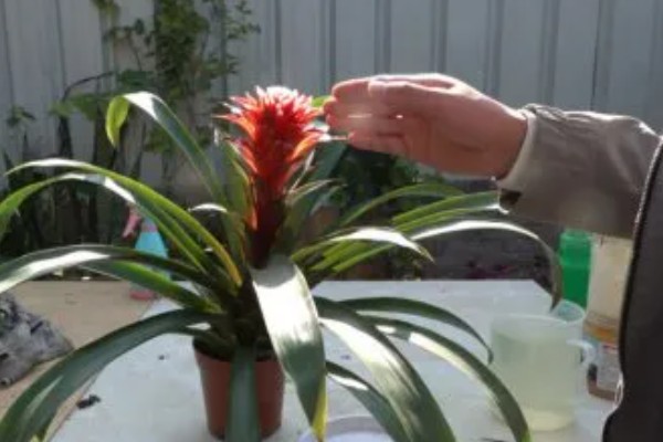 怎样才能让鸿运当头开花，土壤要保持湿润状态