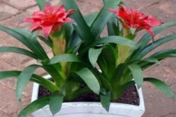 怎样才能让鸿运当头开花，土壤要保持湿润状态