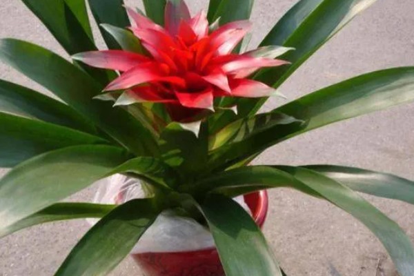 怎样才能让鸿运当头开花，土壤要保持湿润状态