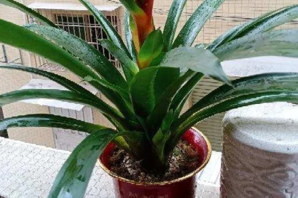 怎样才能让鸿运当头开花，土壤要保持湿润状态