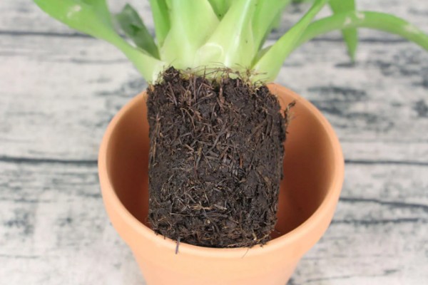 怎样才能让鸿运当头开花，土壤要保持湿润状态