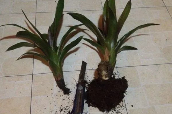 怎样才能让鸿运当头开花，土壤要保持湿润状态