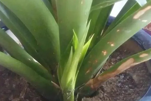 怎样才能让鸿运当头开花，土壤要保持湿润状态