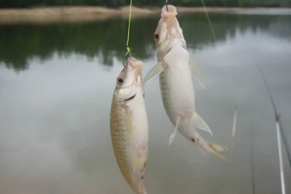 早春钓鲫鱼怎么搭配线组，垂钓小鲫鱼使用0.4号子线和0.8号主线