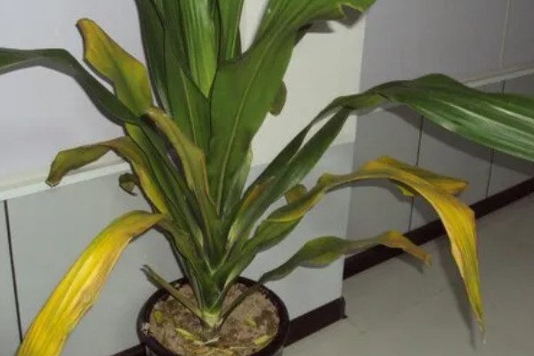 巴西铁为何叶片黄尖，主要是浇水过多、缺少肥料所致