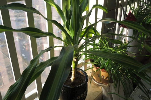 巴西铁为何叶片黄尖，主要是浇水过多、缺少肥料所致