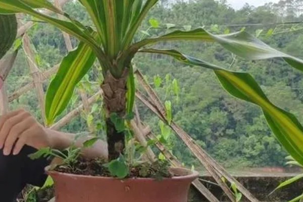 巴西铁为何叶片黄尖，主要是浇水过多、缺少肥料所致