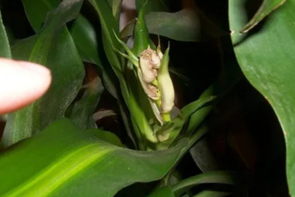 巴西铁为何叶片黄尖，主要是浇水过多、缺少肥料所致