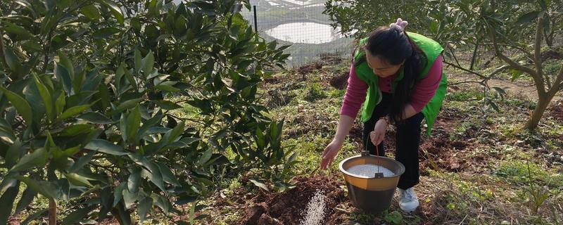 果树怎么施肥,萌芽前主施氮肥