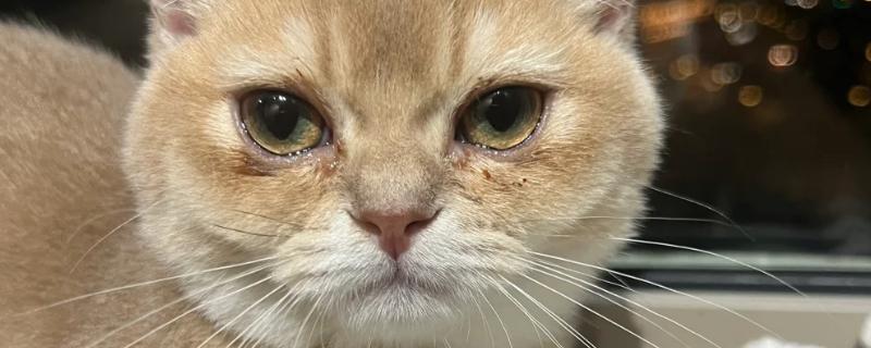 猫鼻支和猫感冒的区别，前者流浓鼻涕、后者流清鼻涕