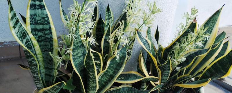 金边虎尾兰能不能在家养护，养在家里可吸收有害气体