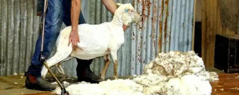 绵羊不愿剪毛的原因，可能是感到疼痛或不适
