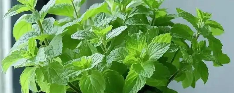 办公室适合摆放的花草，推荐薄荷、常春藤等