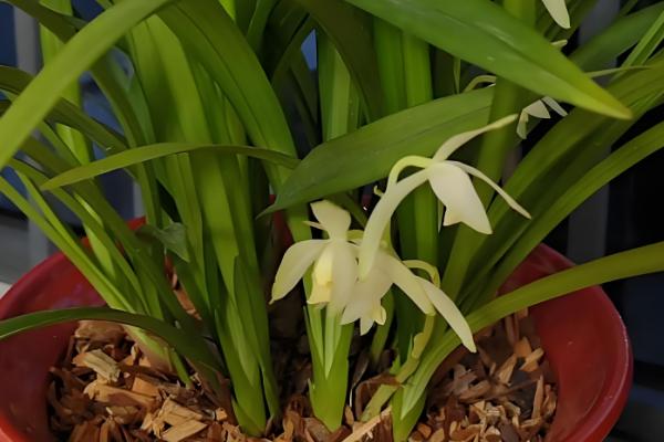 松树皮种兰花要加土吗,需加土