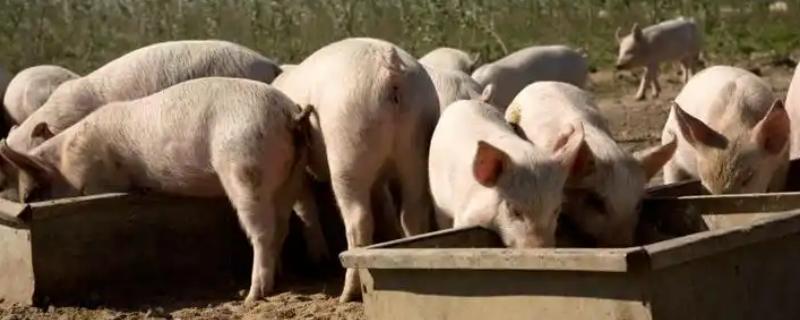 100斤猪饲料添加多少葡萄糖，掺入2-3斤比较合适