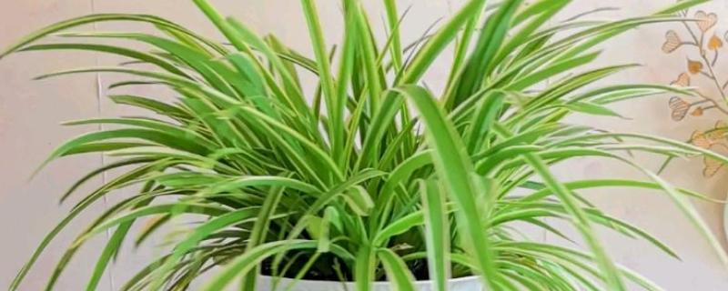 金边吊兰有没有毒，全株无毒可养在室内