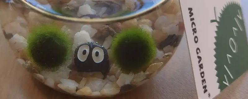 马里莫球藻的养殖方法，每隔1周换一次水