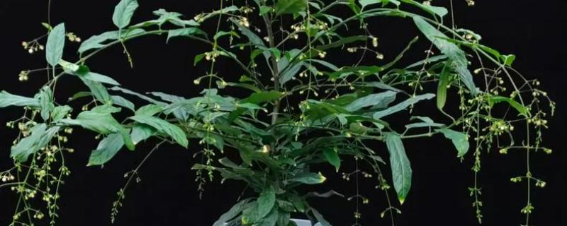 垂枝茉莉小苗当年可以开花吗,当年能开花