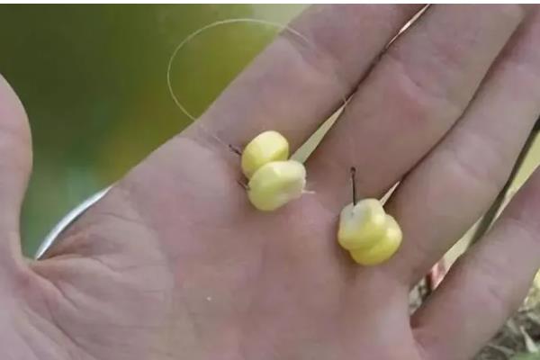 五月怎么钓鱼,要根据鱼情和天气等搭配线组