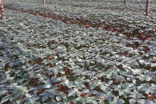 三七的产量，一亩地可达到100-200公斤左右