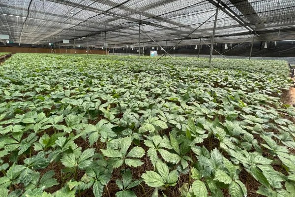 三七的产量，一亩地可达到100-200公斤左右