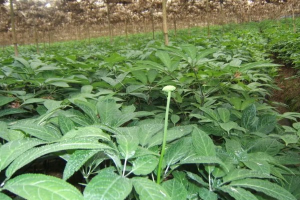 三七的产量，一亩地可达到100-200公斤左右