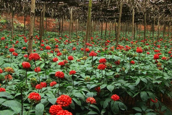 三七的产量，一亩地可达到100-200公斤左右