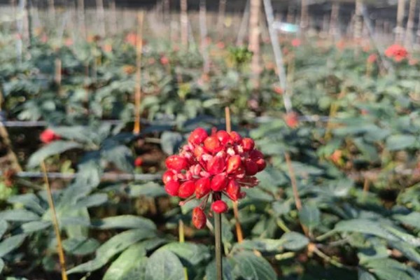 三七的产量，一亩地可达到100-200公斤左右