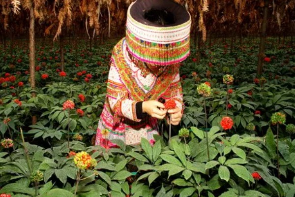 三七的产量，一亩地可达到100-200公斤左右