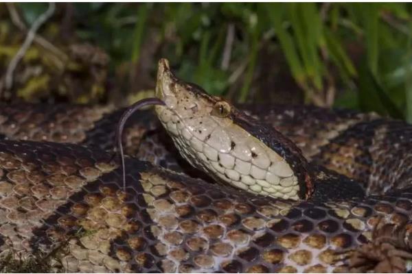 五步蛇的名称由来,有以下3种解释