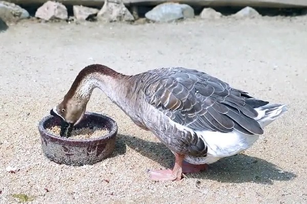 鹅换羽时间,出生一个月后开始更换绒毛