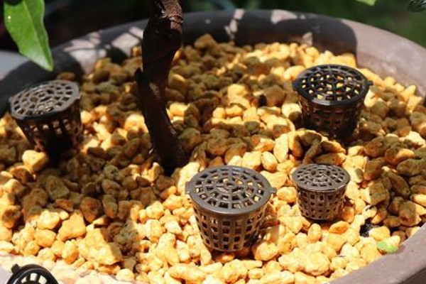 玉肥适合哪种植物,适合金樱花、黄杨、丁香等