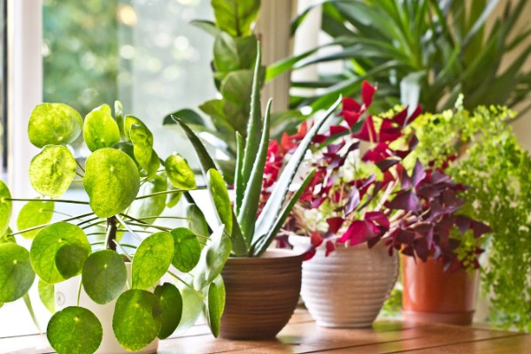 玉肥适合哪种植物,适合金樱花、黄杨、丁香等