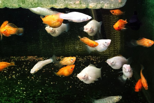 玛丽鱼可以和金鱼混养吗，玛丽鱼可以和金鱼一起养