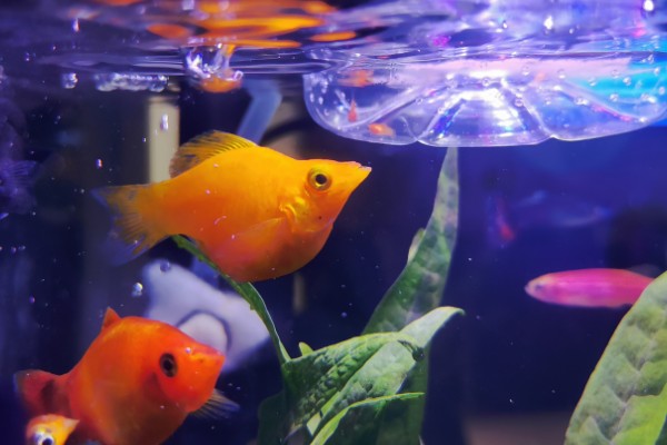 玛丽鱼可以和金鱼混养吗，玛丽鱼可以和金鱼一起养