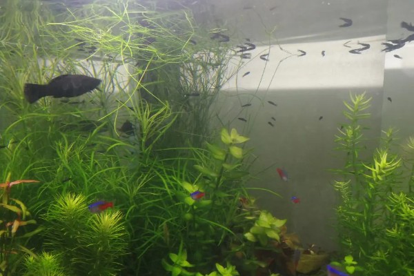 玛丽鱼可以和金鱼混养吗，玛丽鱼可以和金鱼一起养