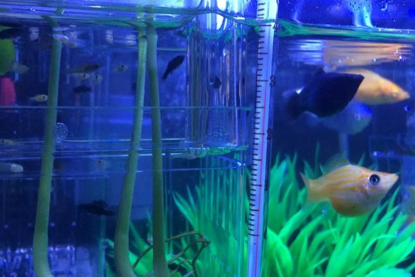 玛丽鱼可以和金鱼混养吗，玛丽鱼可以和金鱼一起养