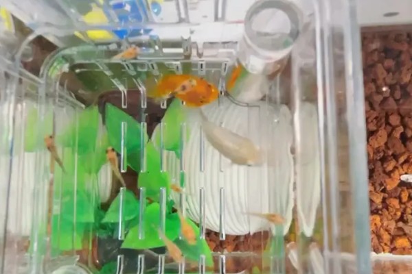 玛丽鱼可以和金鱼混养吗，玛丽鱼可以和金鱼一起养