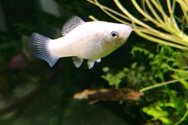 玛丽鱼可以和金鱼混养吗，玛丽鱼可以和金鱼一起养