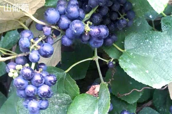 山葡萄和野葡萄有什么区别，前者主要分布在北方、后者主要分布在南方