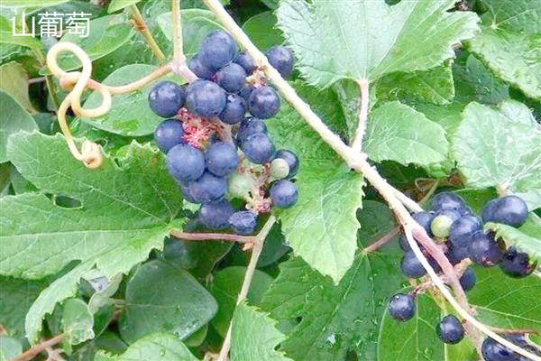山葡萄和野葡萄有什么区别，前者主要分布在北方、后者主要分布在南方
