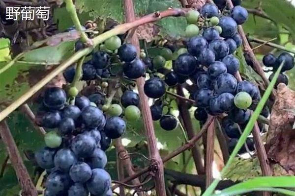 山葡萄和野葡萄有什么区别，前者主要分布在北方、后者主要分布在南方