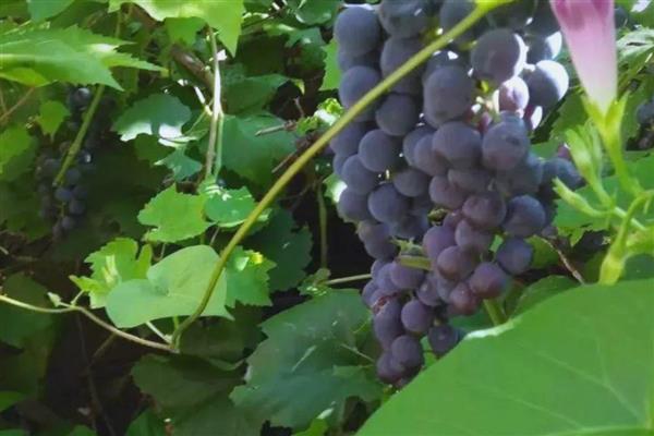 山葡萄和野葡萄有什么区别，前者主要分布在北方、后者主要分布在南方