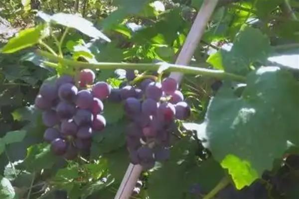 山葡萄和野葡萄有什么区别，前者主要分布在北方、后者主要分布在南方