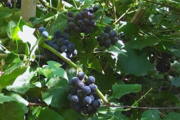 山葡萄和野葡萄有什么区别，前者主要分布在北方、后者主要分布在南方