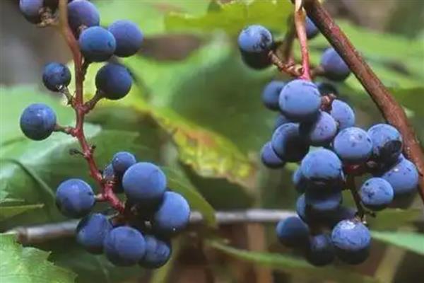 山葡萄和野葡萄有什么区别，前者主要分布在北方、后者主要分布在南方