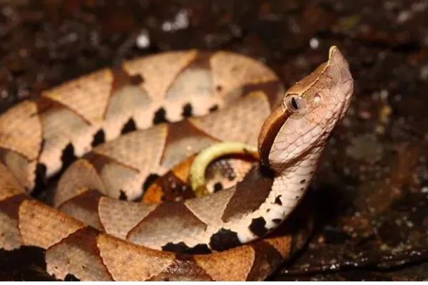 五步蛇的名称由来,有以下3种解释