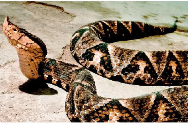 五步蛇的名称由来,有以下3种解释